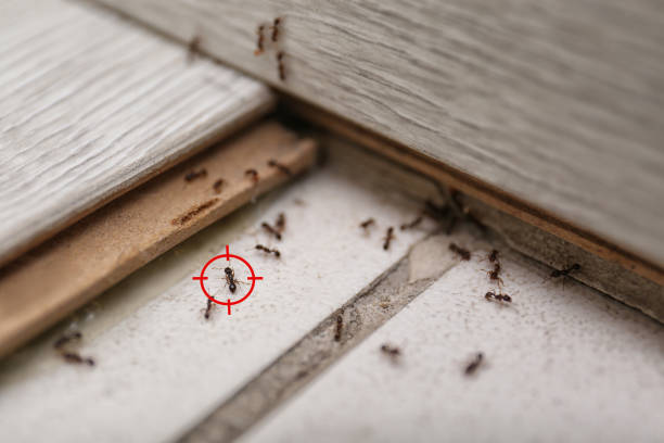 Best Wasp Removal Services  in Montpelier, VT