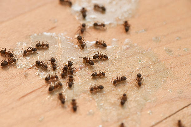 Best Exterminator Services  in Montpelier, VT