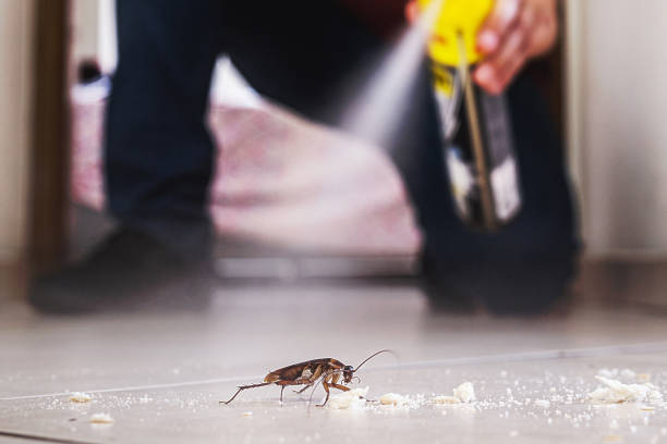 Best Rat Extermination Near Me  in Montpelier, VT